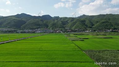航拍绿油油杂交水稻种植农田乡村